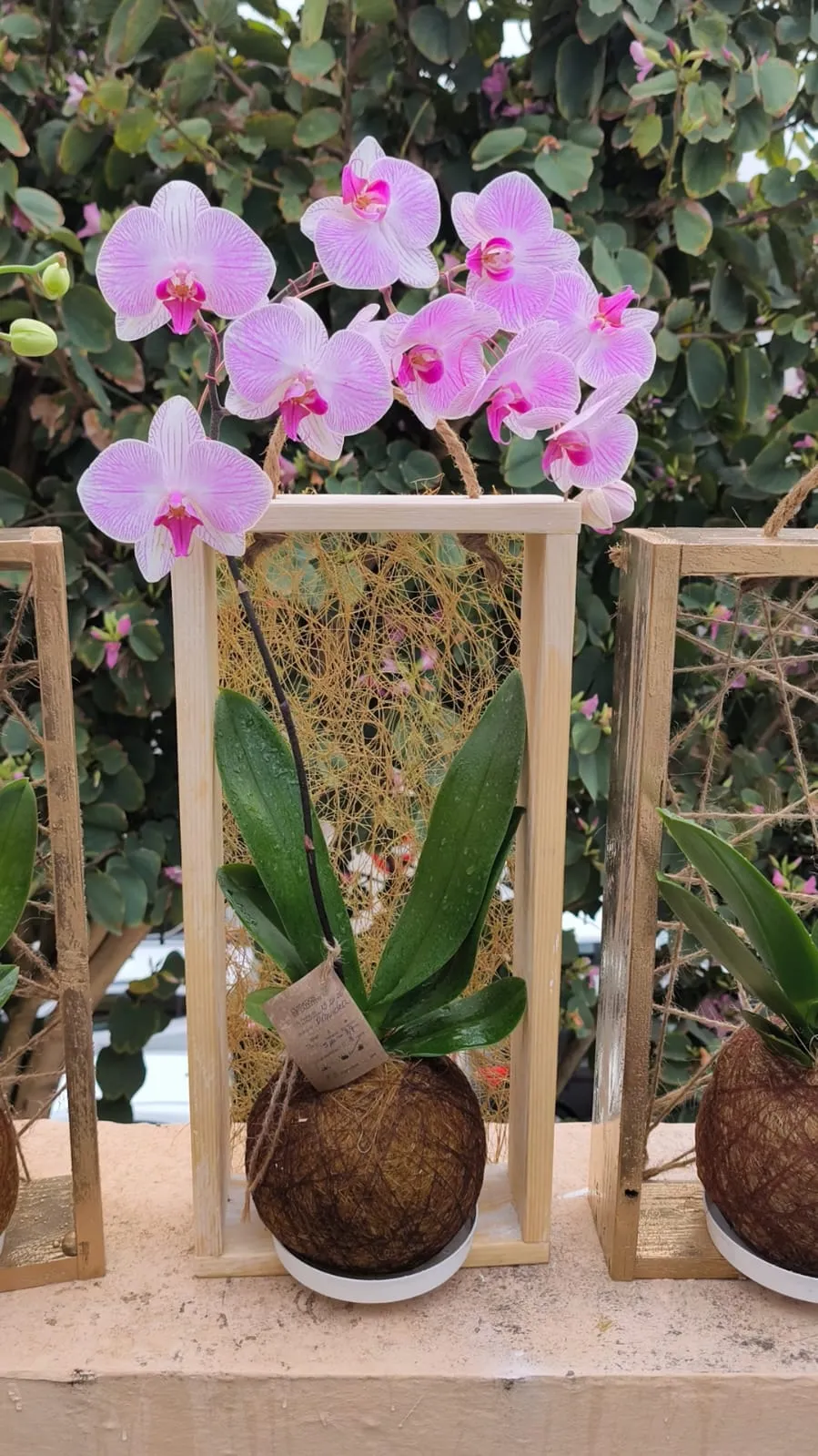 Orquídea Kokedama