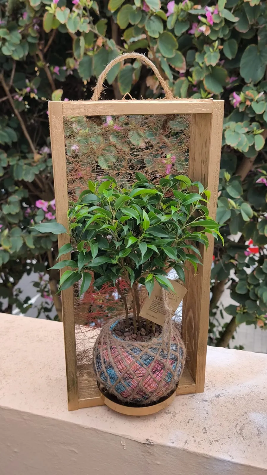 Kokedama Ficus Grande
