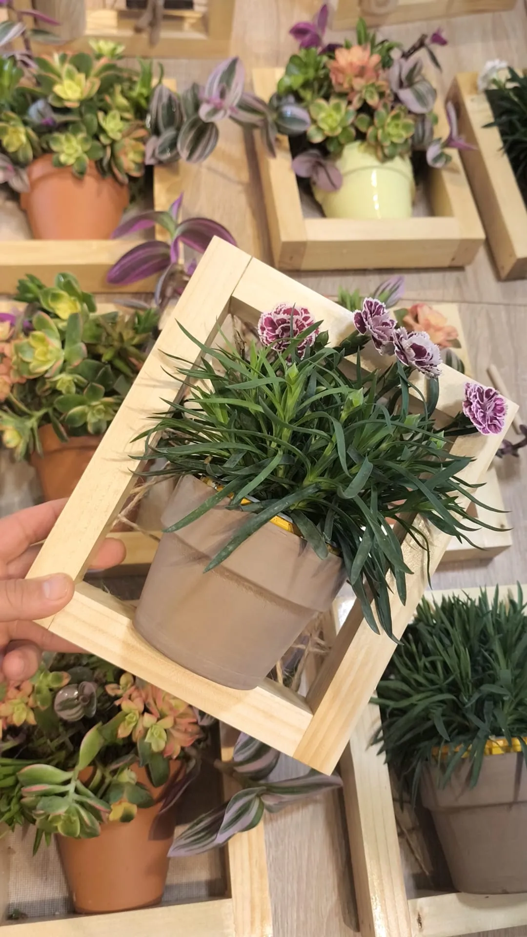Marco Dianthus