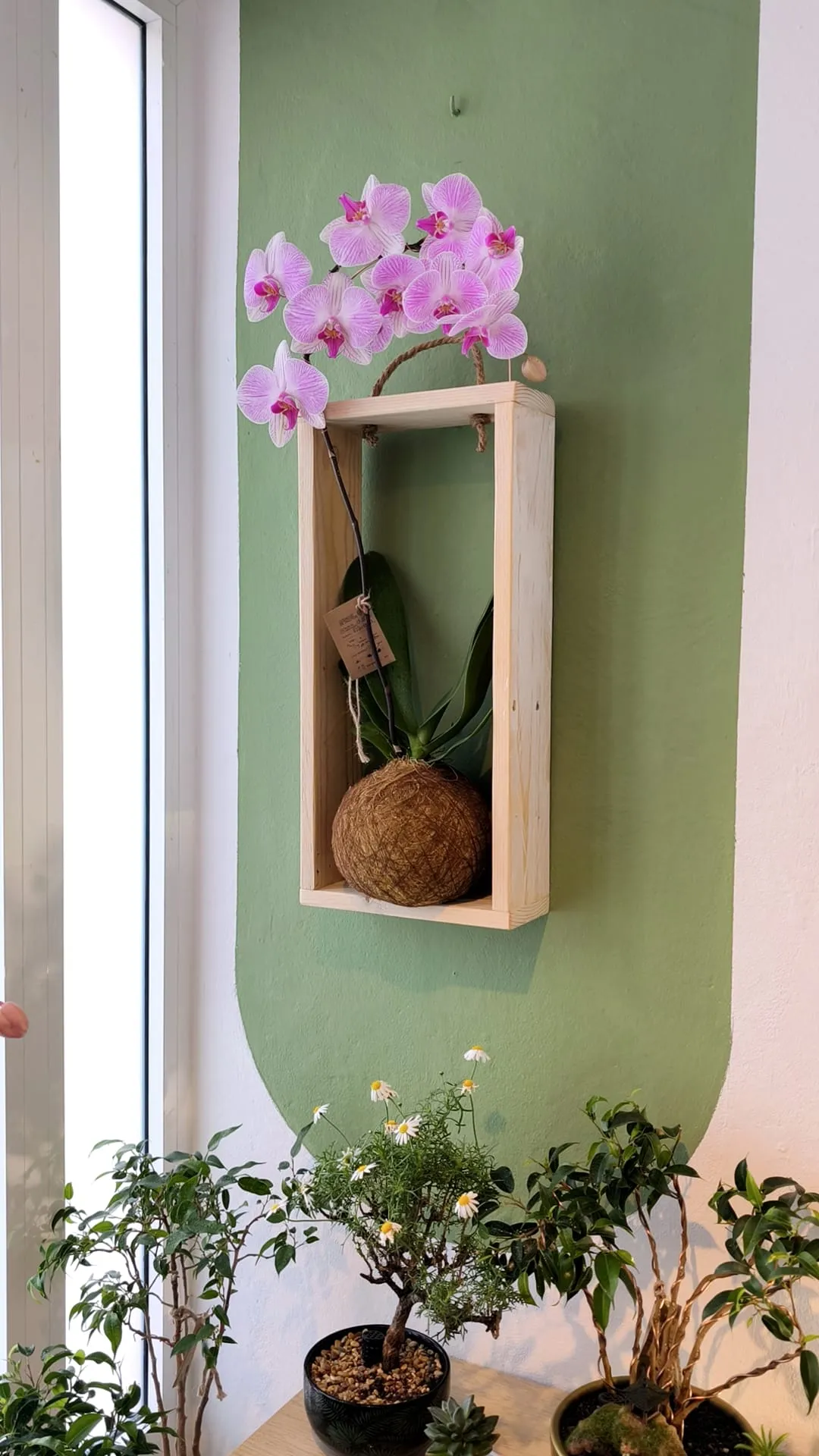 Tallitos Green kokedama